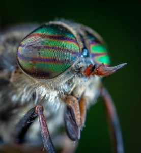 Close up of an insect